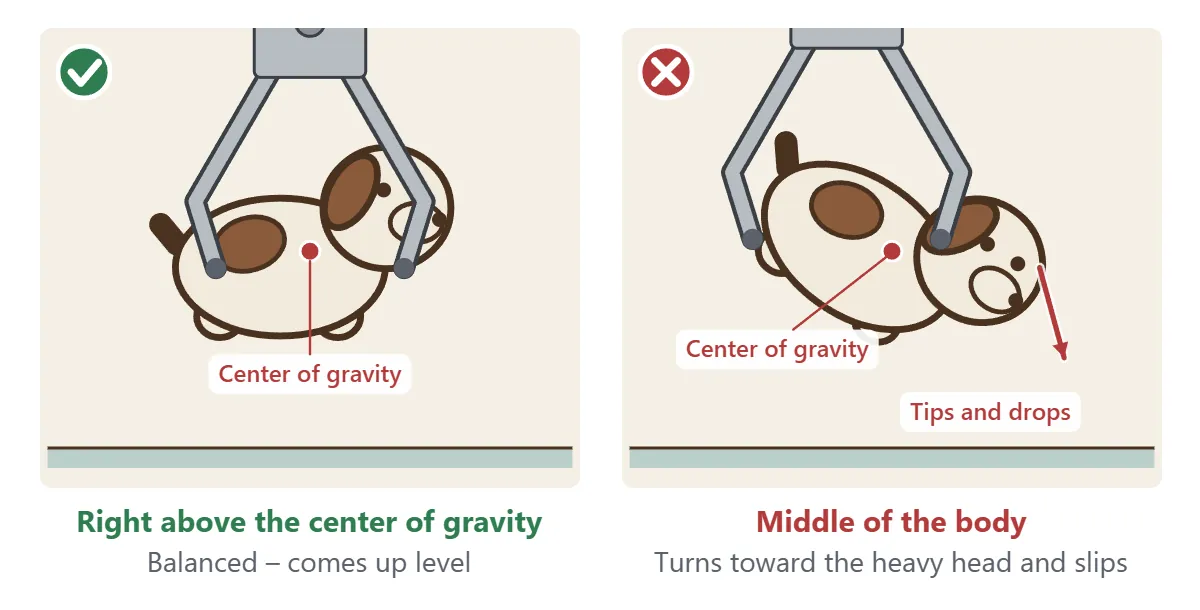 Left: grabbing a lying dog right above its center of gravity, it comes up level. Right: grabbing the middle of the body, it turns toward the heavy head, tilts and drops