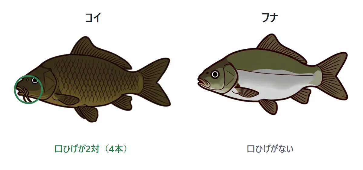 コイとフナの見分け方の図。コイは口のまわりに口ひげが2対、4本ある。フナには口ひげがない