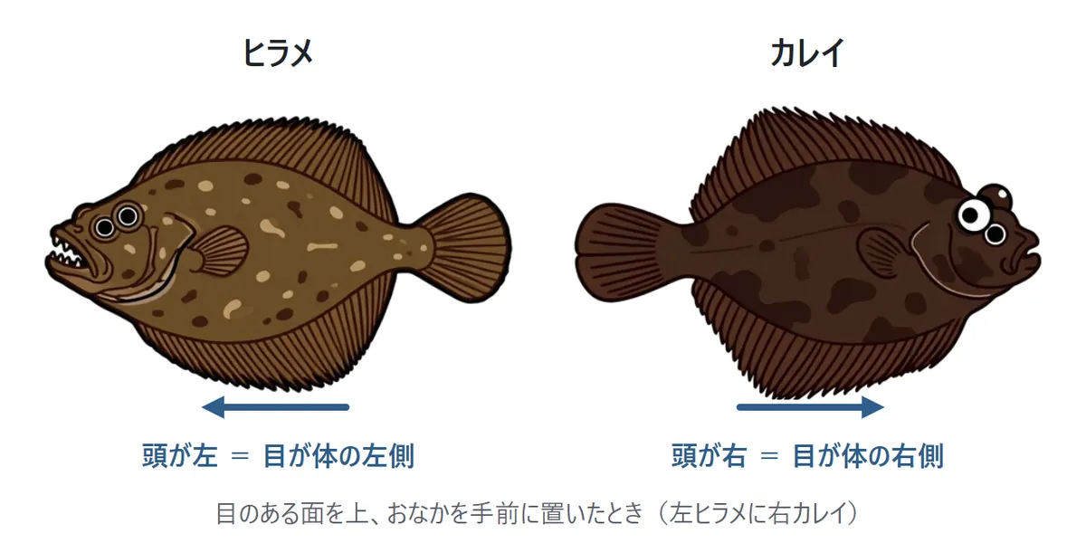 ヒラメとカレイの見分け方の図。目のある面を上、おなかを手前にして置くと、ヒラメは頭が左、カレイは頭が右を向く